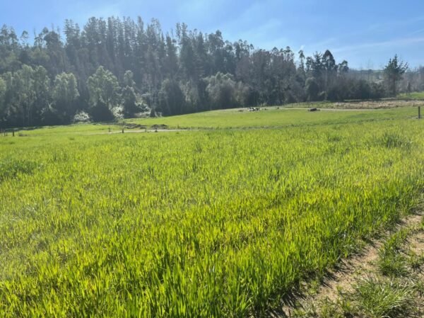SE VENDE HERMOSA PARCELA EN FUNDO SAN ANTONIO, LA UNIÓN