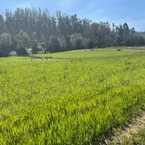 1 (2)_resultado SE VENDE HERMOSA PARCELA A 8 MINUTOS DE LA UNIÓN,SECTOR RAPACO