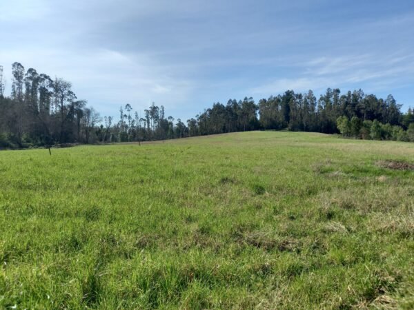 VENTA DE PARCELA SECTOR FUNDO SAN ANTONIO, PARCELACION LAS TORCAZAS, LA UNIÓN