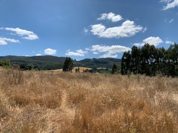 IMG-20250219-WA0021 SE VENDE CAMPO DE 16.58 HECTAREAS, LA UNIÓN