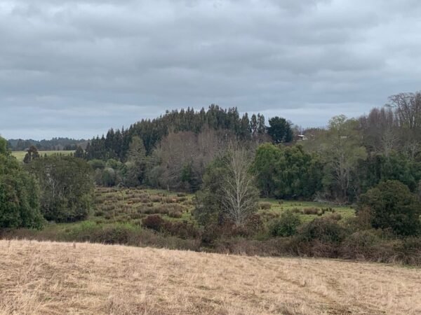 IMG-20250219-WA0030 SE VENDE CAMPO DE 16.58 HECTAREAS, LA UNIÓN
